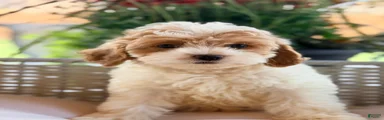 Cavapoo 2