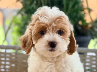 Cavapoo dogs Cavapoo 2 - Ad 36