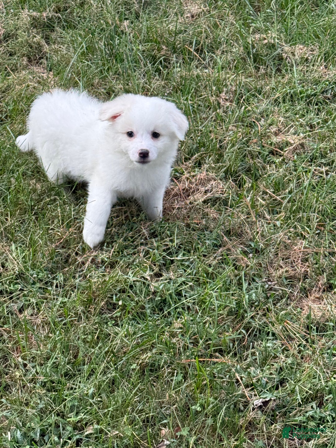 American Eskimo dogs for sale: Remi - Ad 5