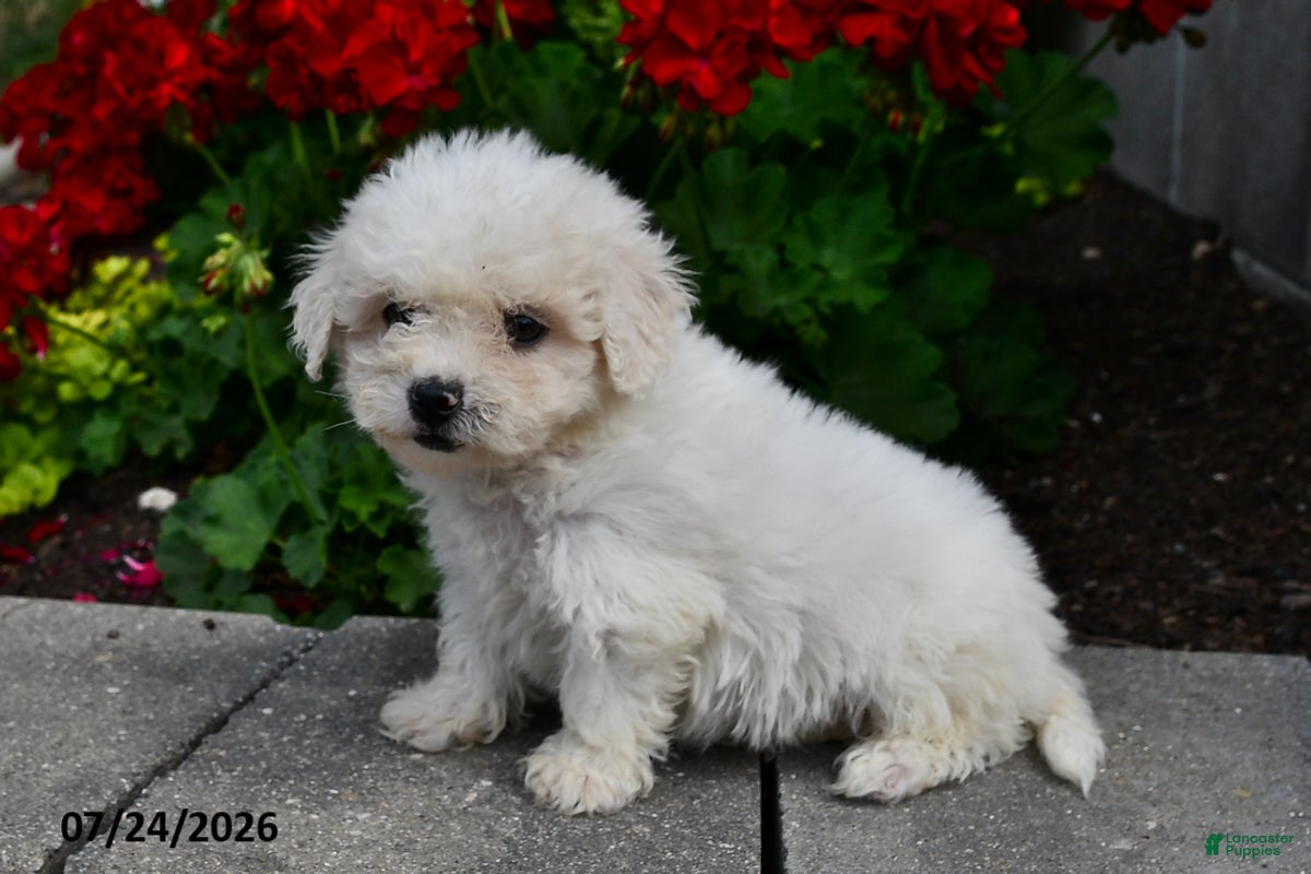 Teddy Bear dogs for sale: Austin - Ad 1