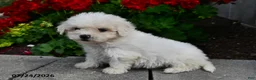 Teddy Bear dogs for sale: Austin - Ad 1
