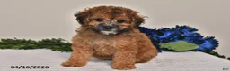 Miniature Poodle dogs for sale: Izzy - Ad 5