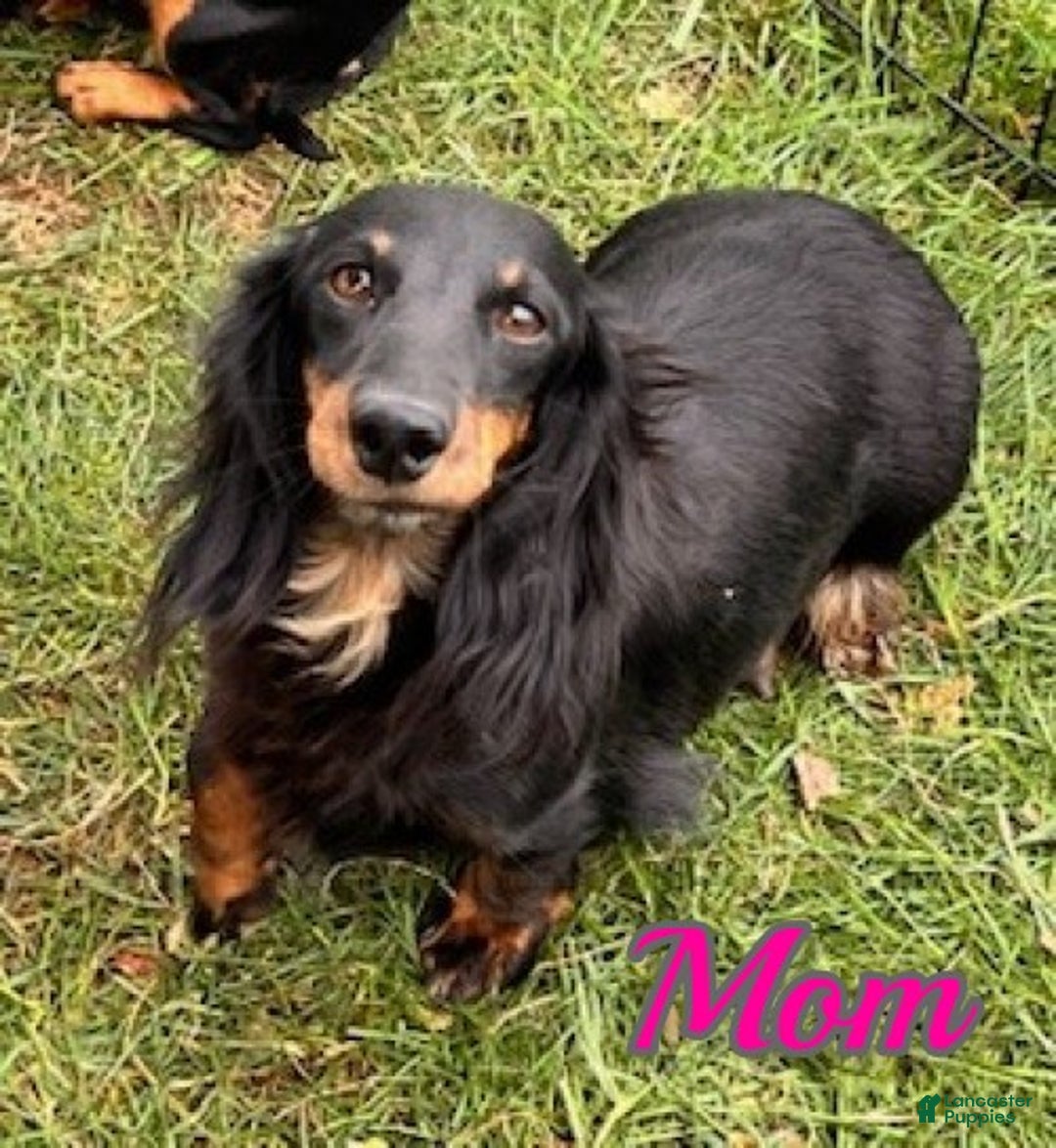 Miniature Dachshund dogs for sale: Tanner - Ad 7