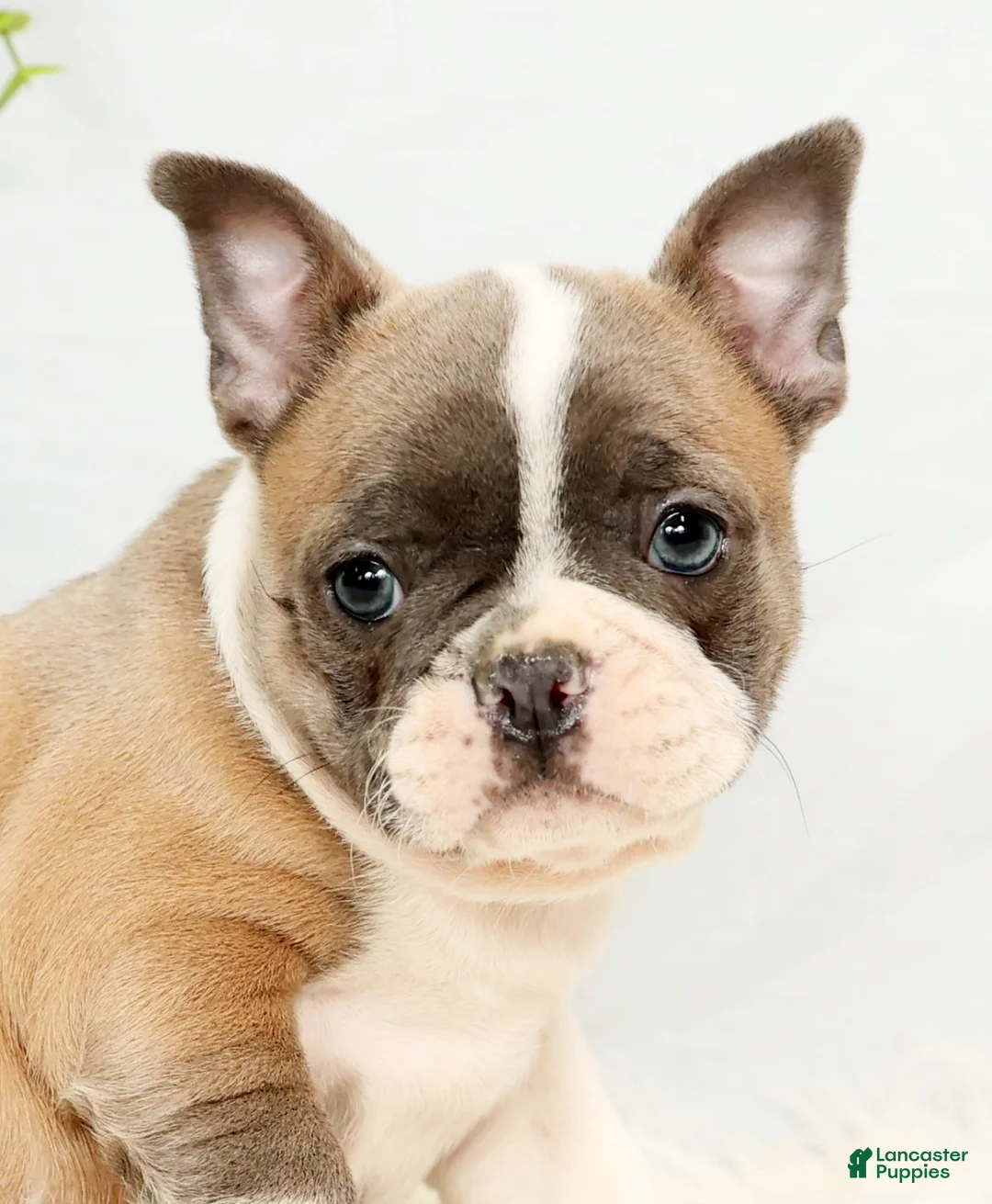 Frenchton dogs for sale: Angel - Ad 6