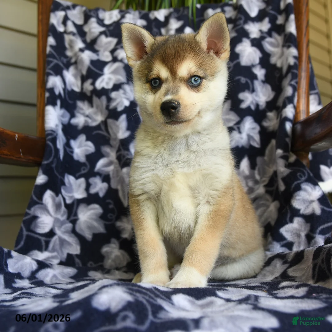 Alaskan Klee Kai dogs for sale: Mikki - Ad 3