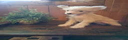 Chinese Crested dogs for sale: Chinese Crested 1 - Ad 5