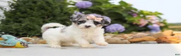 Havapoo dogs for sale: Cuddles  - Ad 8