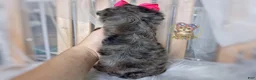 Morkie dogs for sale: Te Fiti - Ad 3