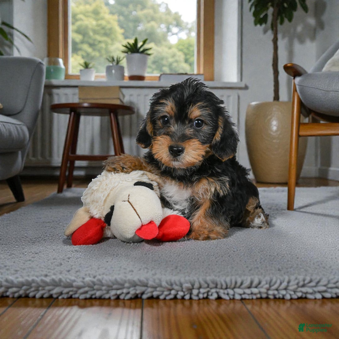 Yorkshire Terrier dogs for sale: JASPER - Ad 8
