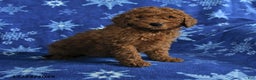 Mini Goldendoodle dogs for sale: Earl - Ad 1