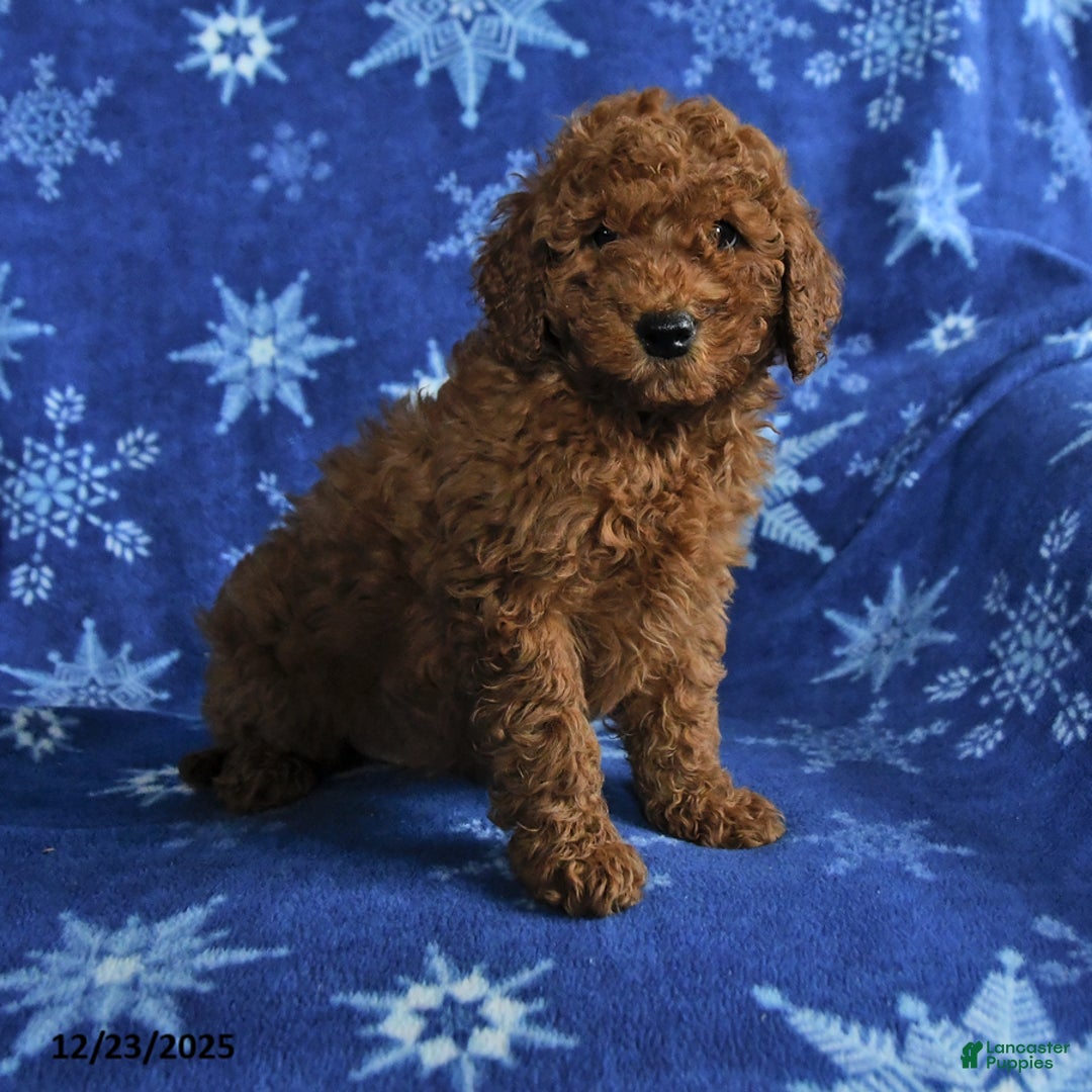 Mini Goldendoodle dogs for sale: Earl - Ad 1