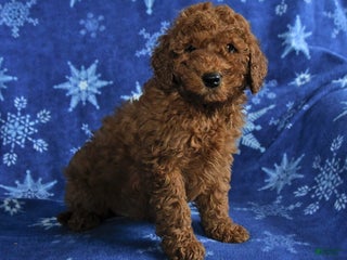 Mini Goldendoodle dogs Earl - Ad 38