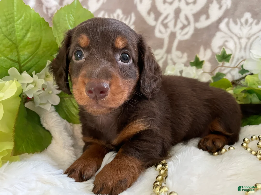 Miniature Dachshund dogs for sale: Mindy - Ad 1