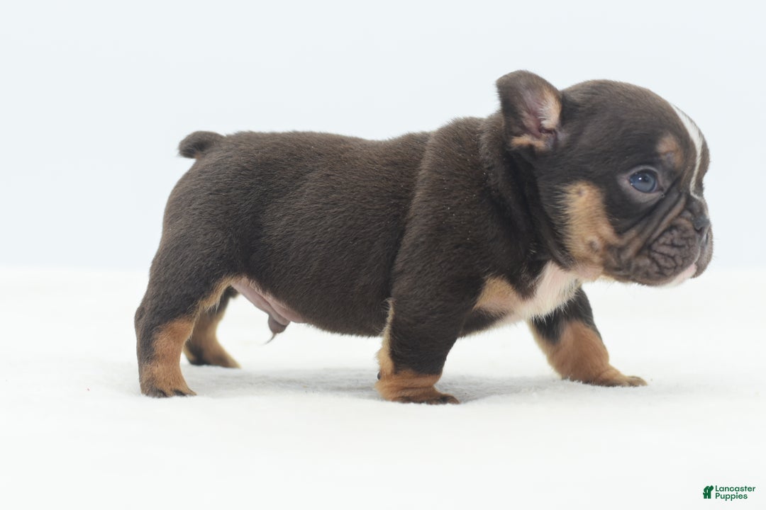 Mixed Breed dogs for sale: Kong micro bully hybrid  - Ad 32