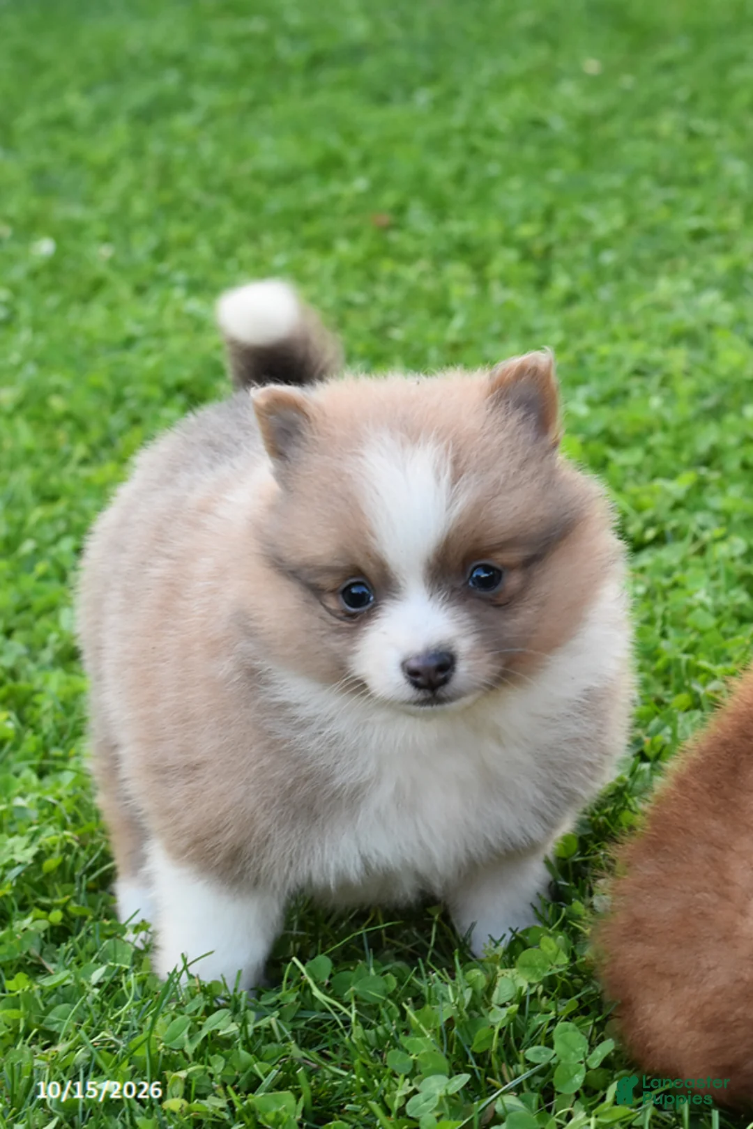 Pomeranian dogs for sale: Autumn - Ad 2