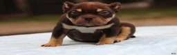 American Bully dogs for sale: Chocolate Tri Male - Ad 5