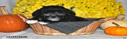Shihpoo dogs for sale: Terry - Ad 5