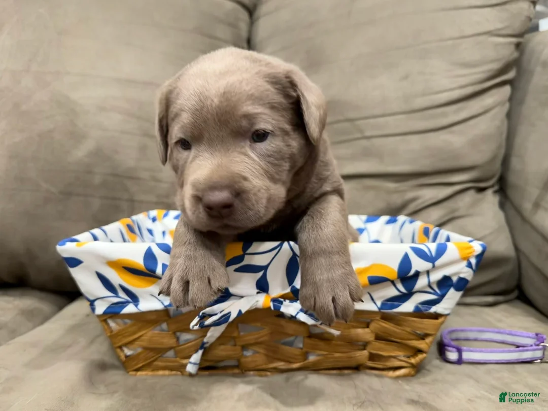Labrador Retriever dogs for sale: Fanta - Ad 1