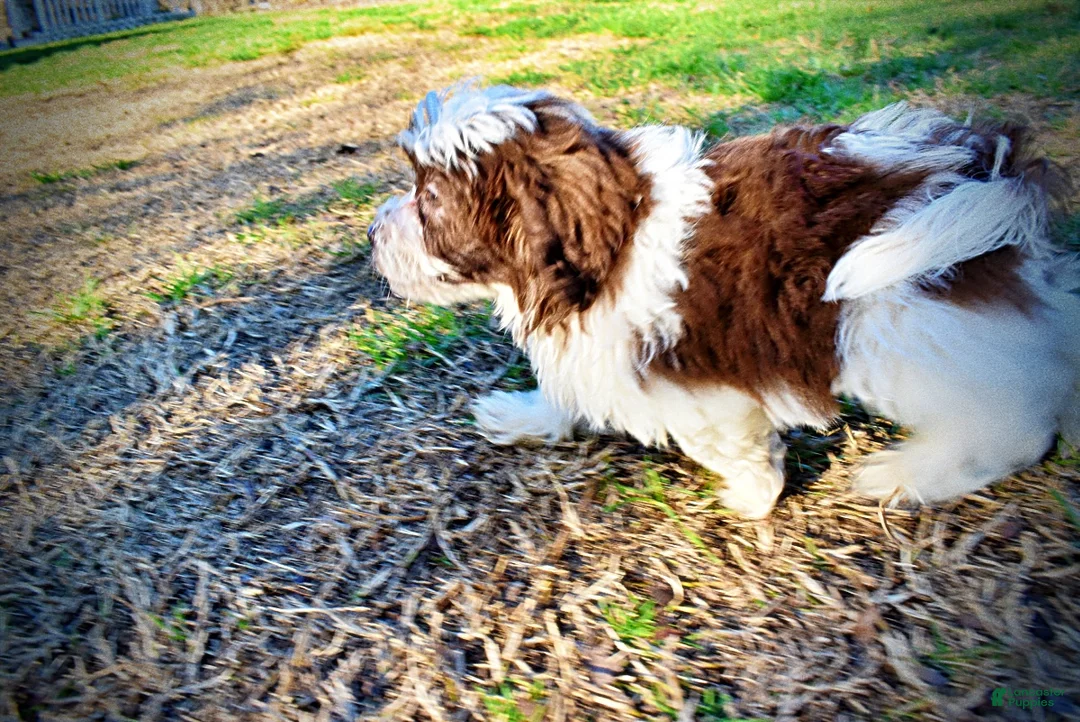 Havapoo dogs for sale: Simon - Ad 19