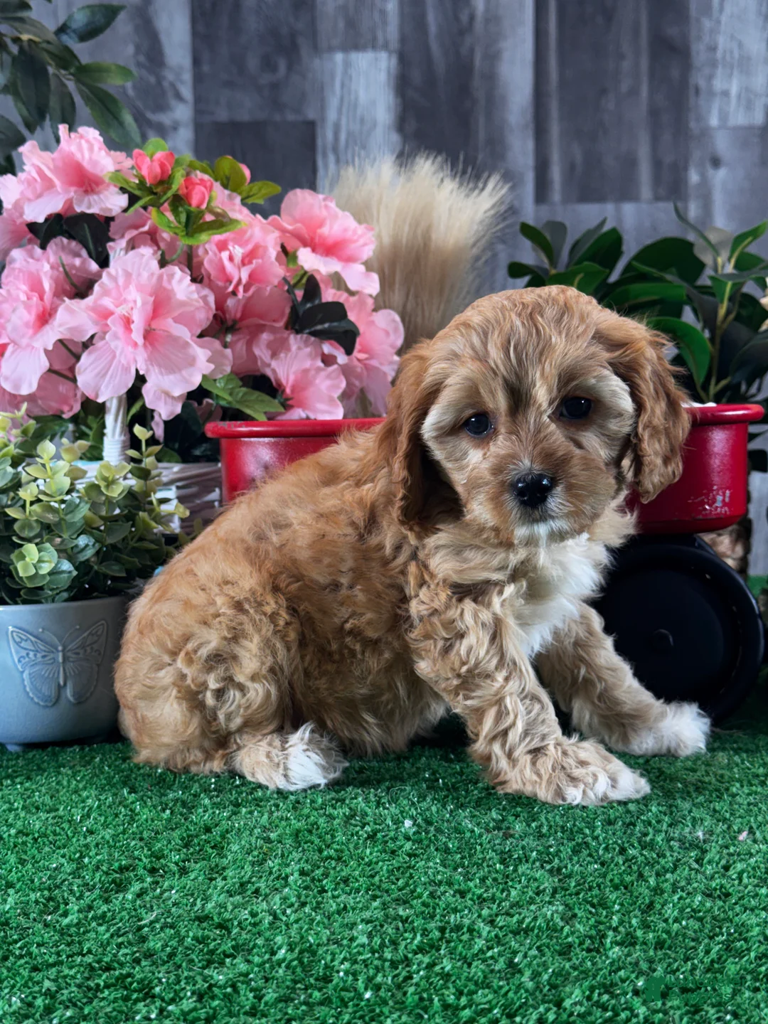 Cavapoo dogs for sale: Nova - Ad 6
