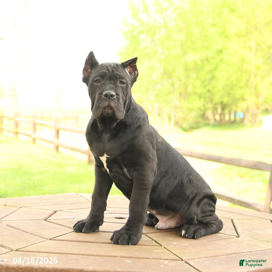 Cane Corso dogs Yukon - Ad 1