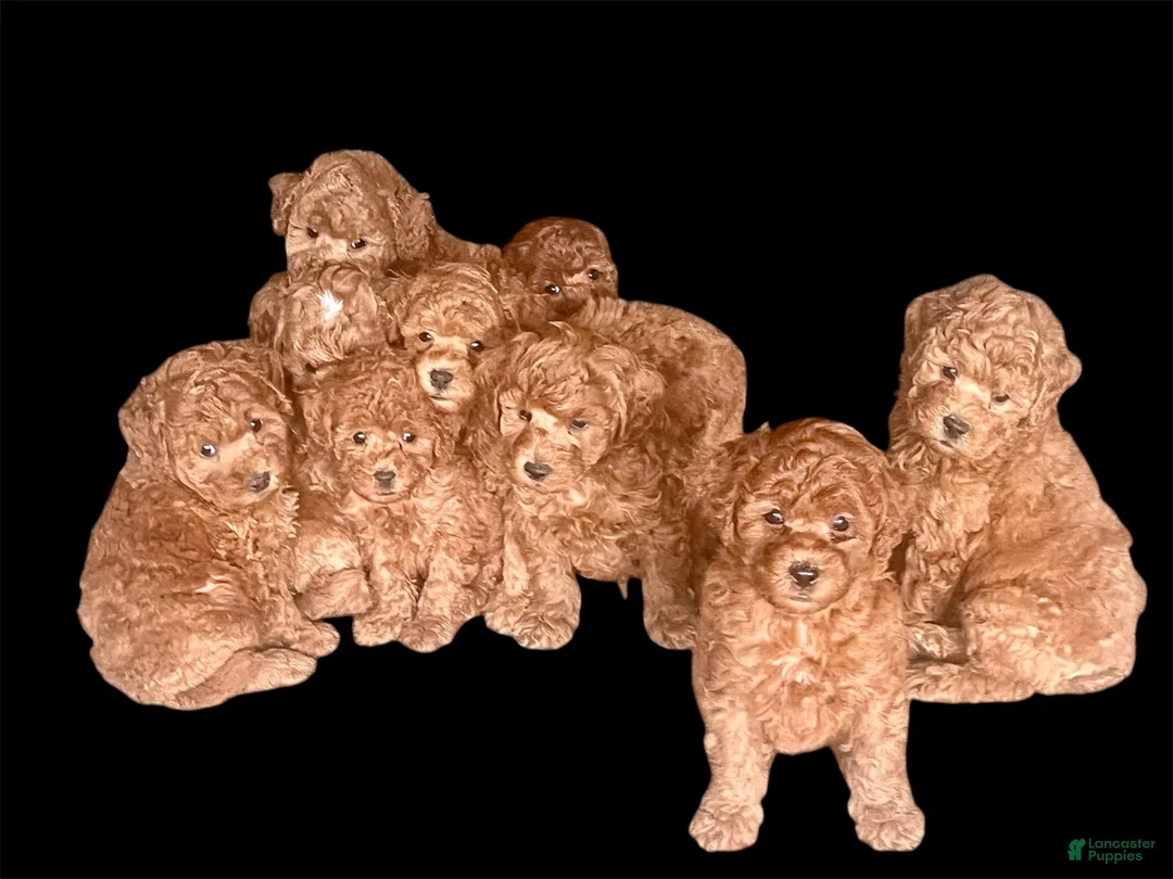 Miniature Poodle dogs for sale: Handsome❤️ AKC genetic health tested - Ad 1