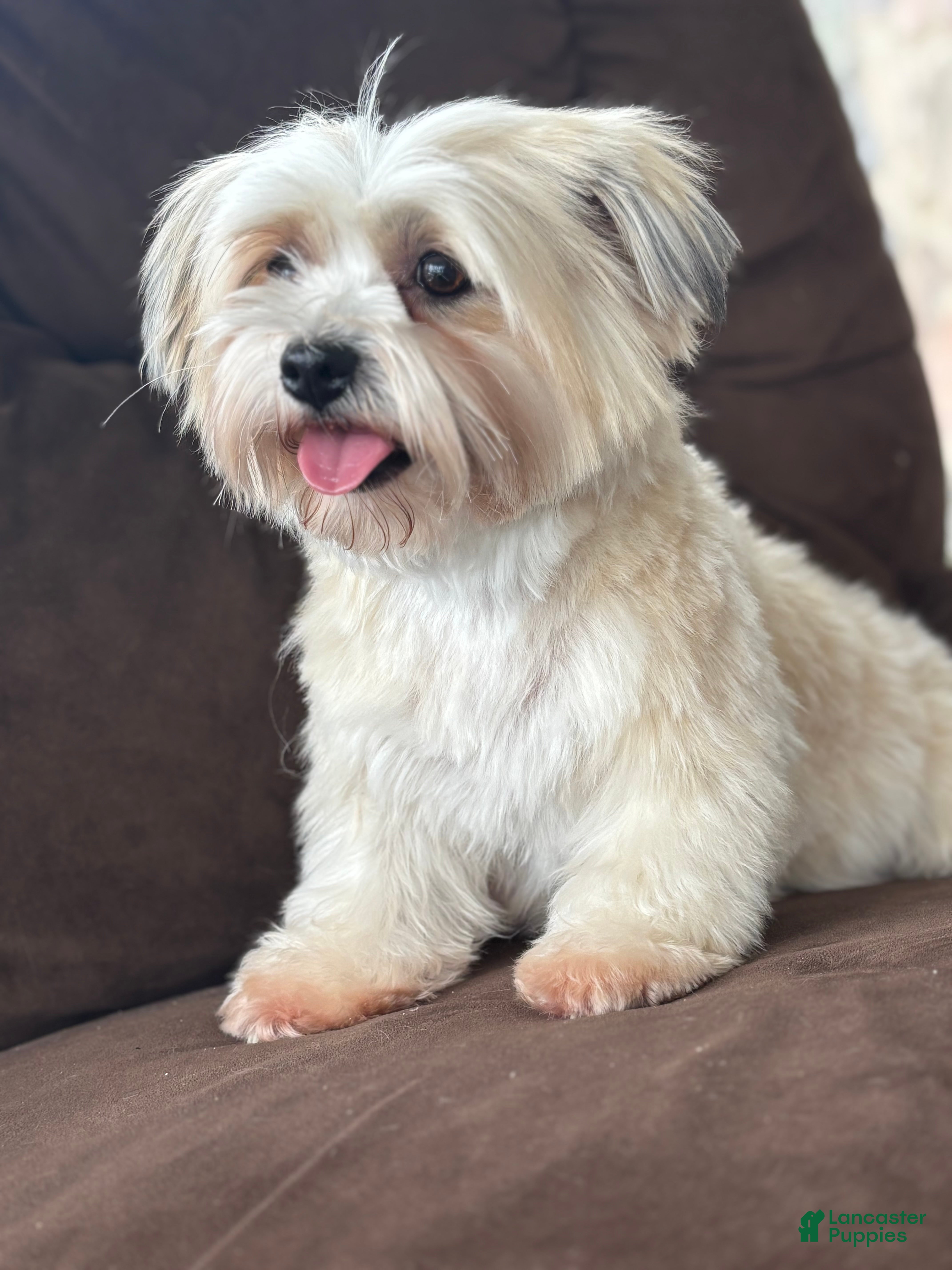 Biewer Terrier dogs Meadows - Ad 2