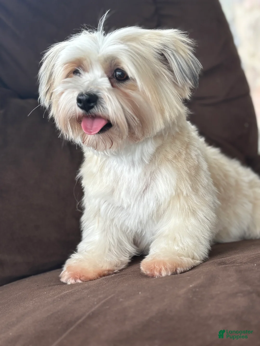 Biewer Terrier dogs for sale: Meadows - Ad 2