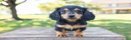Miniature Dachshund dogs for sale: Tootsie - Ad 8