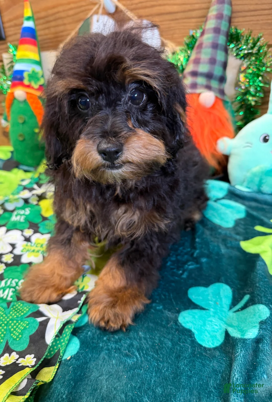 Cockapoo dogs for sale: Betsy - Ad 2