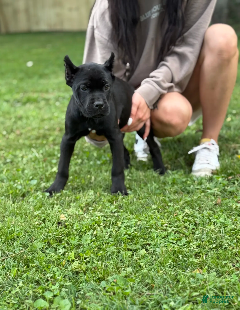 Cane Corso dogs OPHELIA - Ad 2