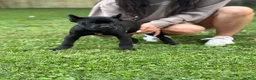 Cane Corso dogs for sale: OPHELIA - Ad 2