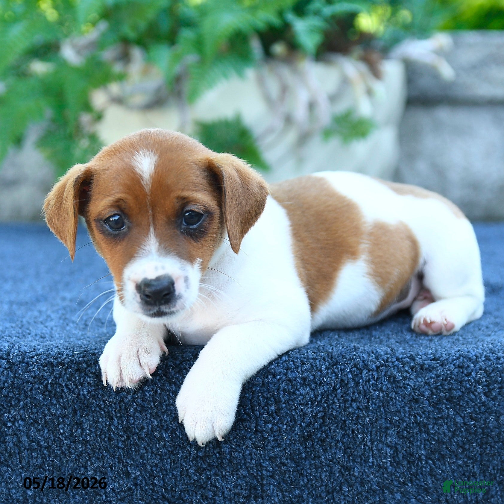 Jack Russell Terrier dogs Jackie - Ad 2