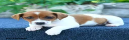 Jack Russell Terrier dogs for sale: Jackie - Ad 2