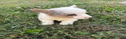 Welsh Corgi Pembroke dogs for sale: Max - Ad 2
