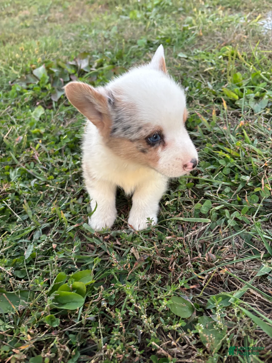 Welsh Corgi Pembroke dogs for sale: Max - Ad 2