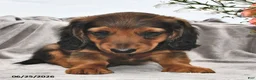 Miniature Dachshund dogs for sale: Murphy - Ad 4