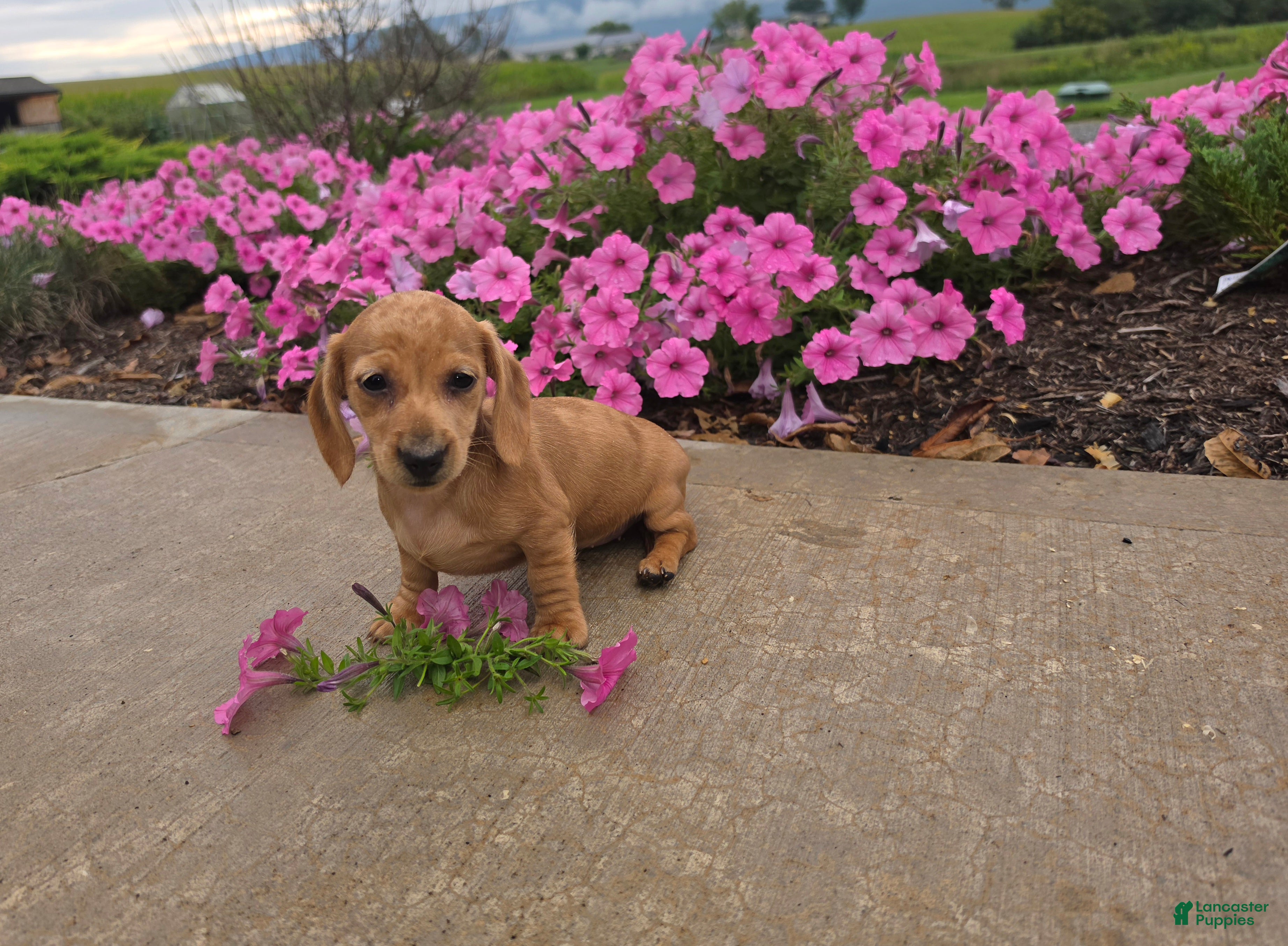 Miniature Dachshund dogs Holly - Ad 2
