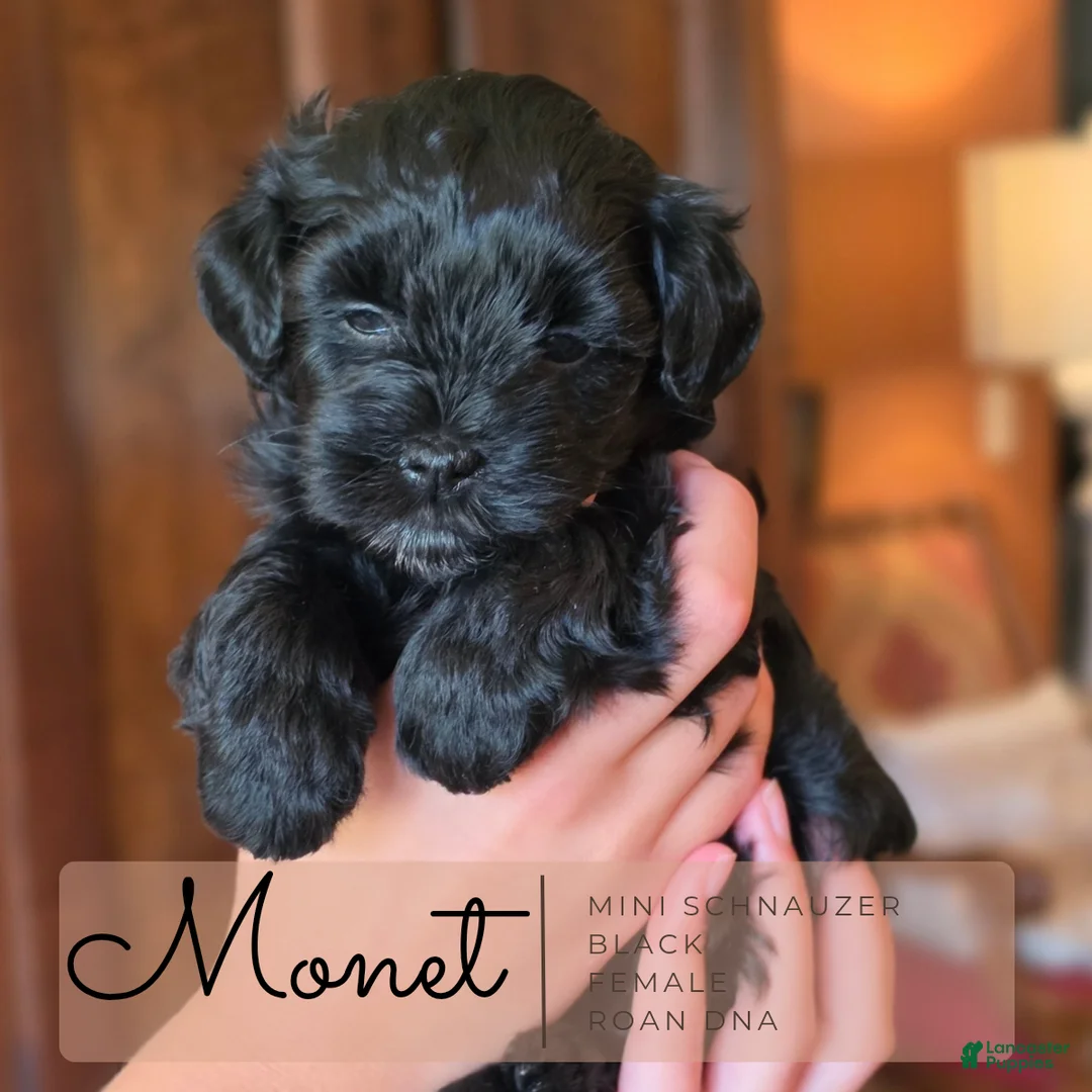 Miniature Schnauzer dogs for sale: Monet Miniature Schnauzer 4 - Ad 1