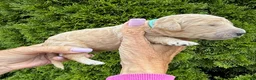 Goldendoodle dogs for sale: Light Blue - Ad 3