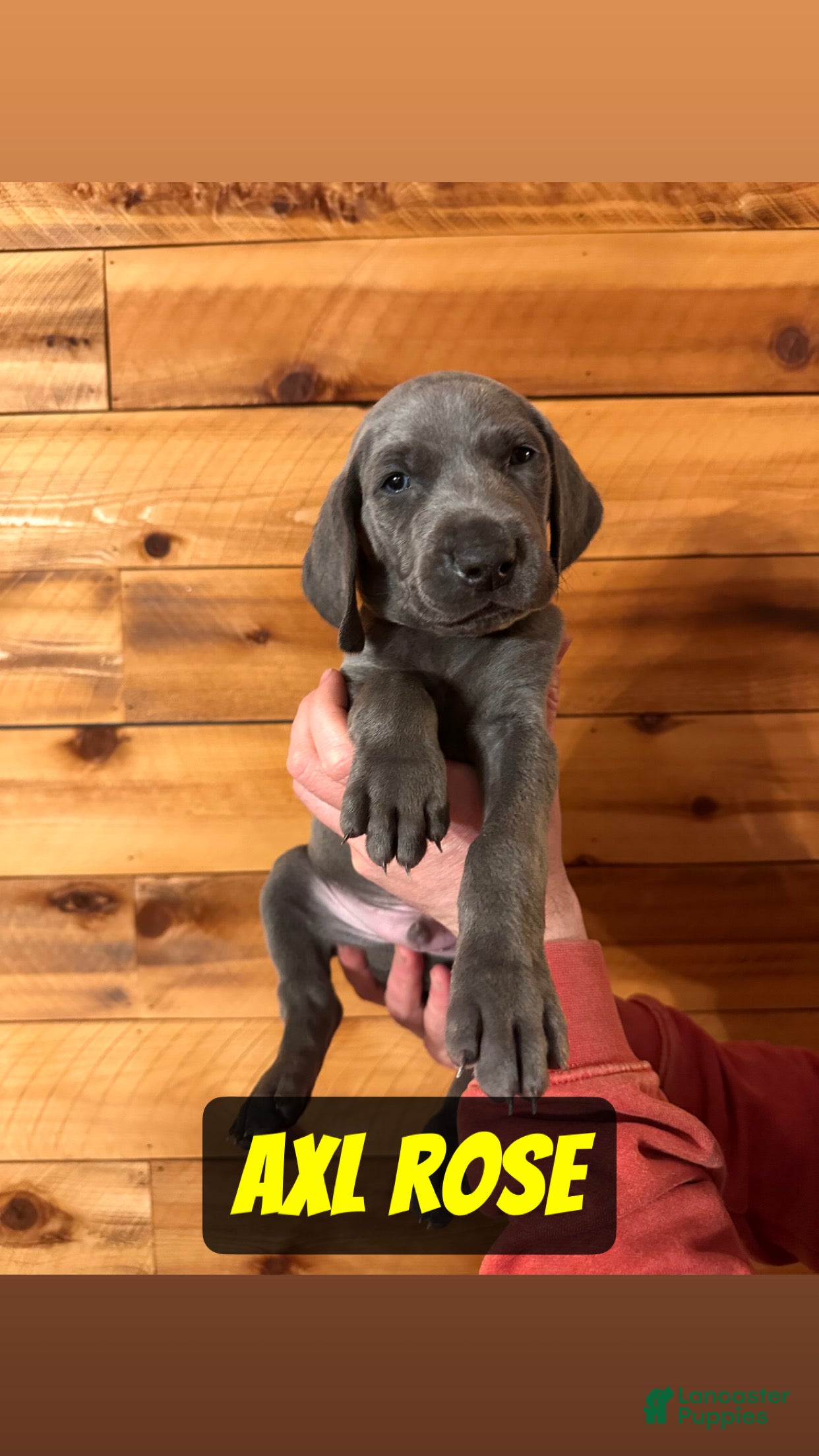 Weimaraner dogs Axl Rose - Ad 1