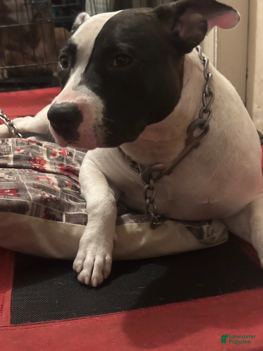 Mixed Breed dogs for sale: Mixed Breed Puppy 7 - Ad 3