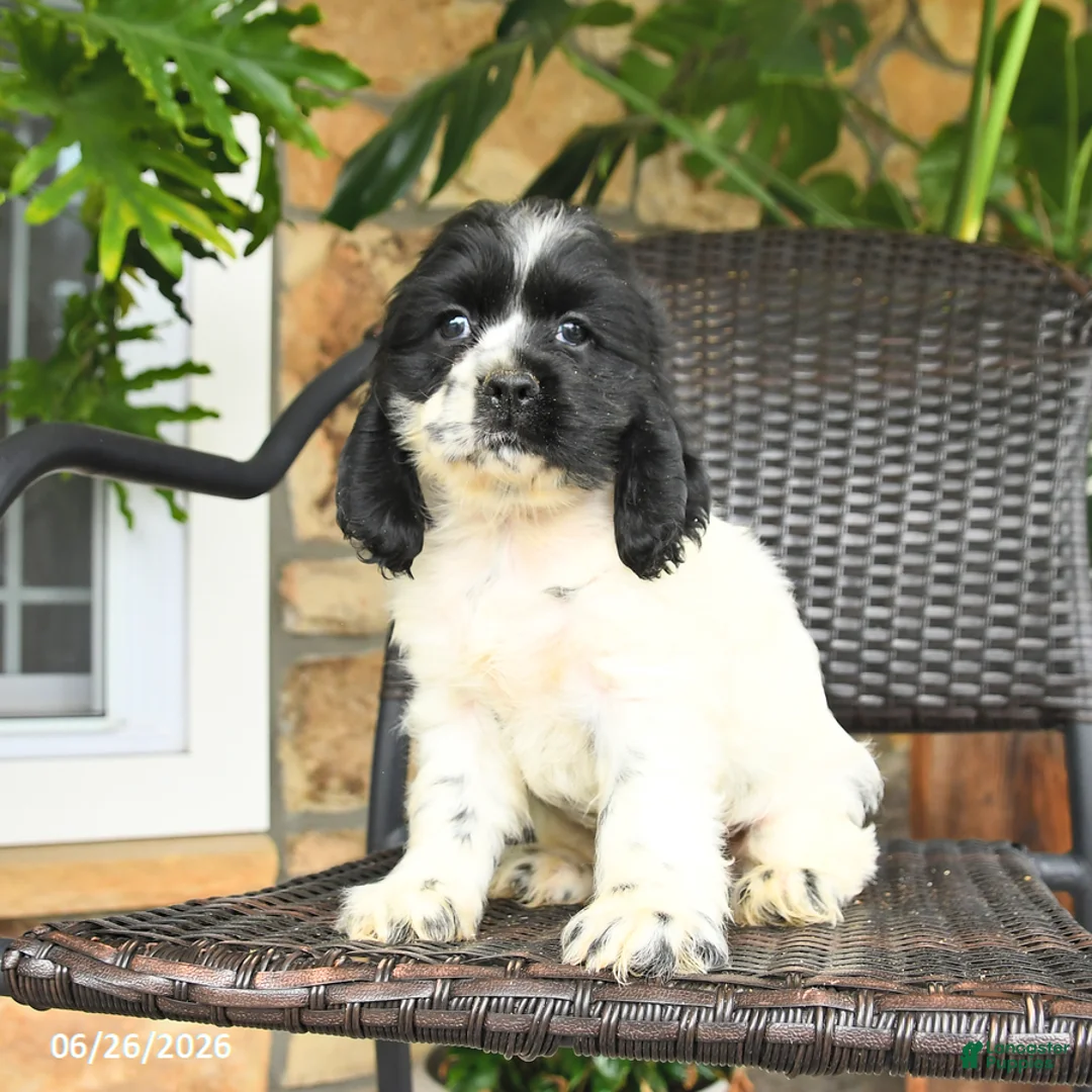 English Cocker Spaniel dogs for sale: Captain - Ad 2
