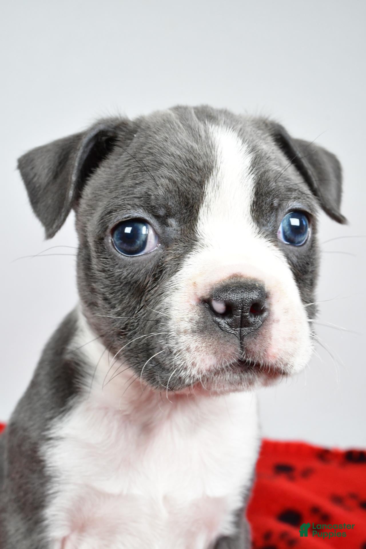 Boston Terrier dogs for sale: Callie - Ad 1