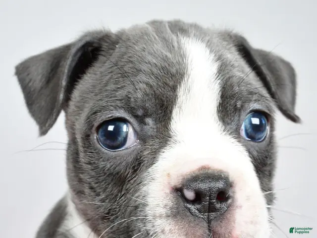 Boston Terrier dogs for sale: Callie - Ad 1