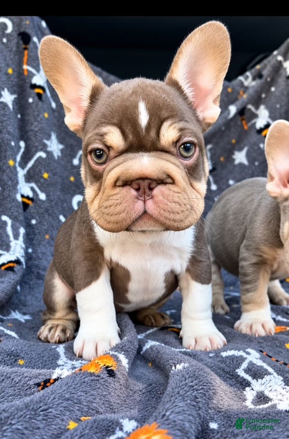 French Bulldog dogs for sale: Rollie - Ad 2