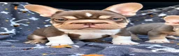 French Bulldog dogs for sale: Rollie - Ad 1