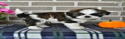 Shih Tzu dogs for sale: Carson - Ad 4