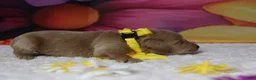 Schnoodle dogs for sale: Pinot - Ad 3