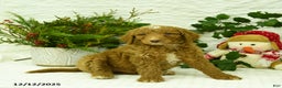 Goldendoodle dogs for sale: Komet - Ad 2